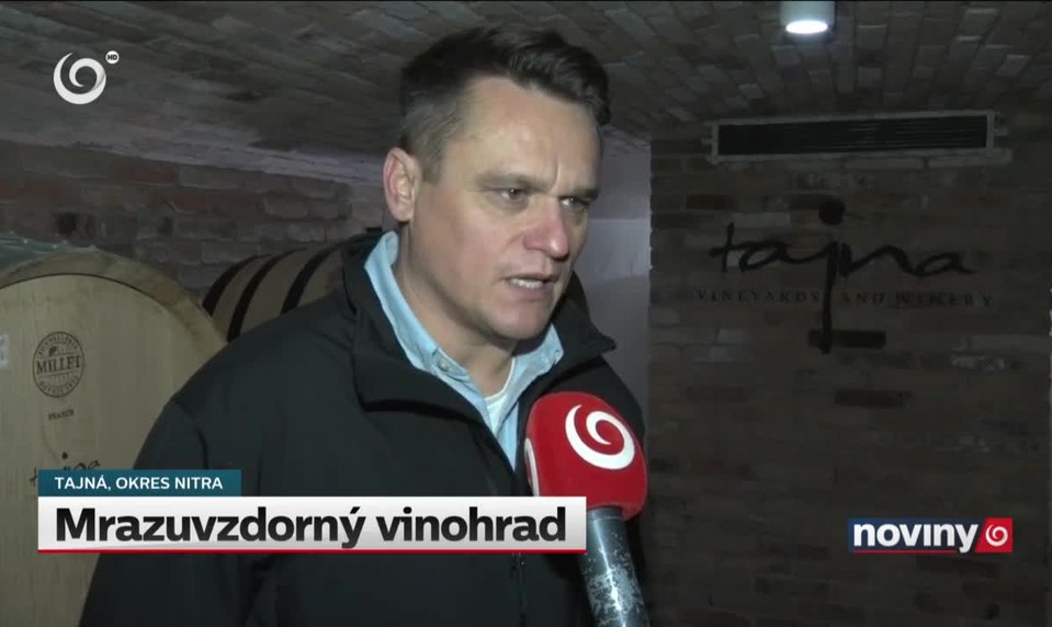 Mrazuvzdorný vinohrad