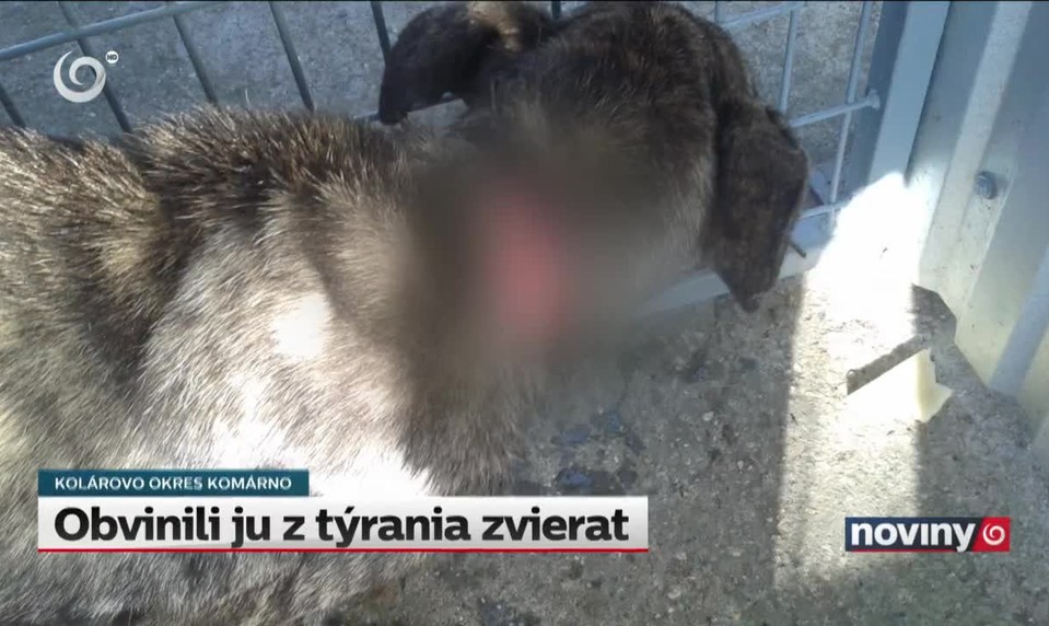 Obvinili ju z týrania zvierat