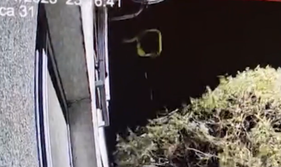 Fekálie visia aj na strome. Chlap vylieva z balkóna výkaly rovno pred bytovku a susedia sú zúfalí