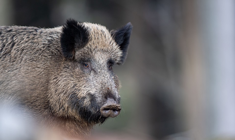 V oblasti Rajeckej doliny potvrdili mor ošípaných. Nákazu odhalili v dvoch revíroch