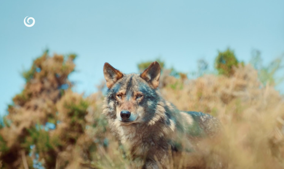 Výpravná novinka JOJky mieri do sveta: Wild Return kúpili v Nemecku i Austrálii ešte pred premiérou