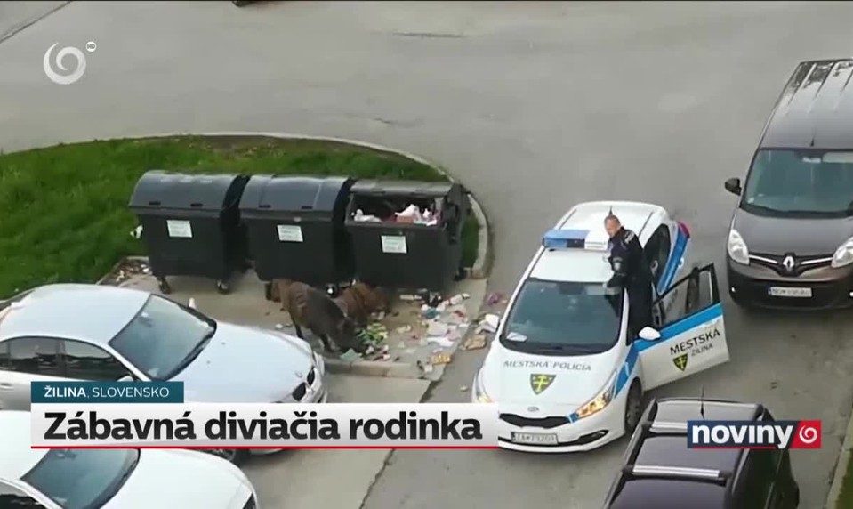 Zábavná diviačia rodinka