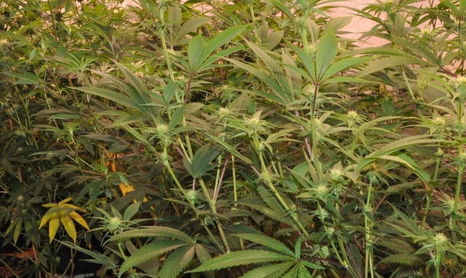 Prelomová štúdia: Marihuana nepomáha pri duševných poruchách, naopak, môže ich vyvolať