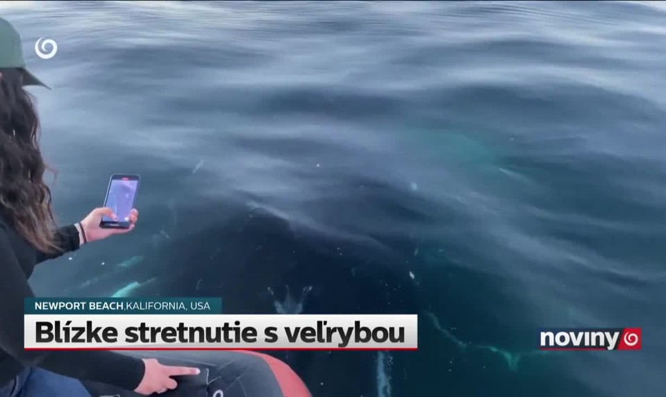 Blízke stretnutie s veľrybou