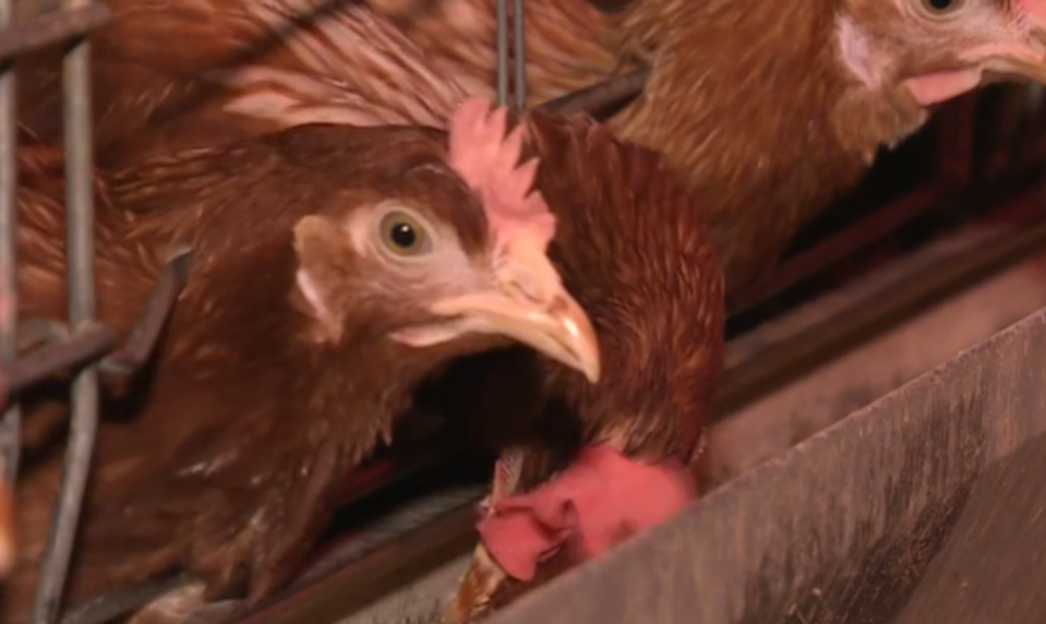 Veterinári potvrdili výskyt vtáčej chrípky na veľkej slepačej farme v regióne Havlíčkův Brod