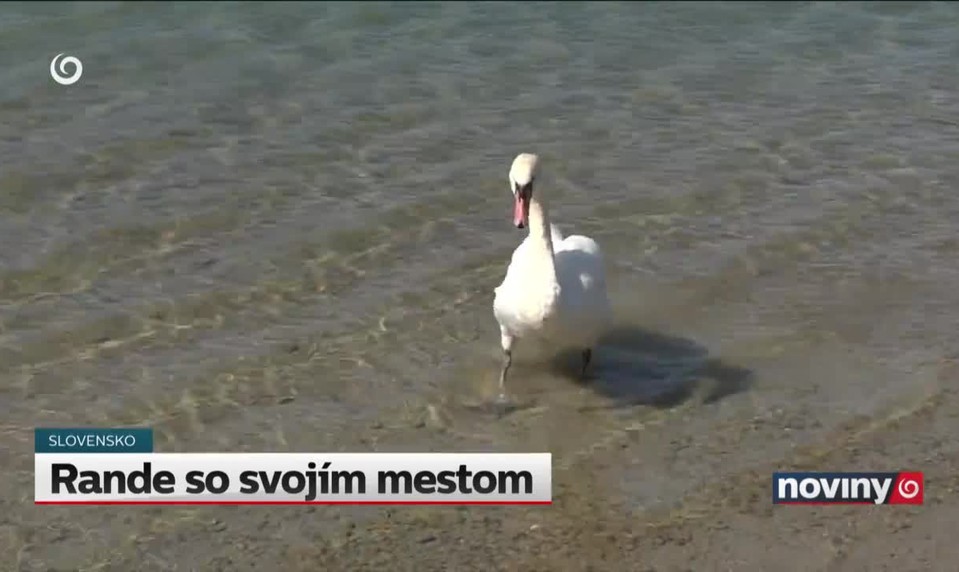 Rande so svojím mestom
