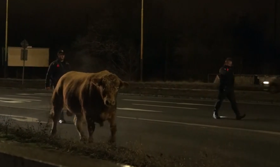 Päť býkov vypadlo z kamióna na cestu. Zasahovali policajti a hasiči