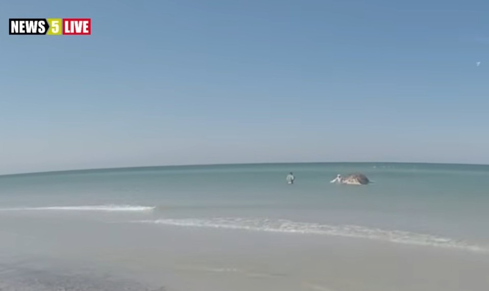 Nechutné konanie turistov. Kamera zachytila, čo urobili mŕtvemu keporkakovi Timmymu