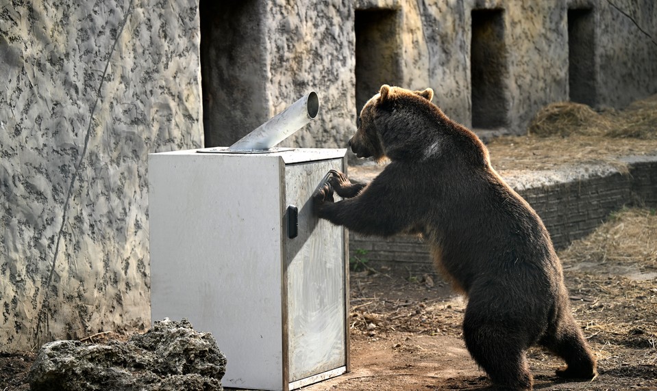 Polícia upozorňuje obyvateľov Tlmáč na pohyb medveďa hnedého v meste