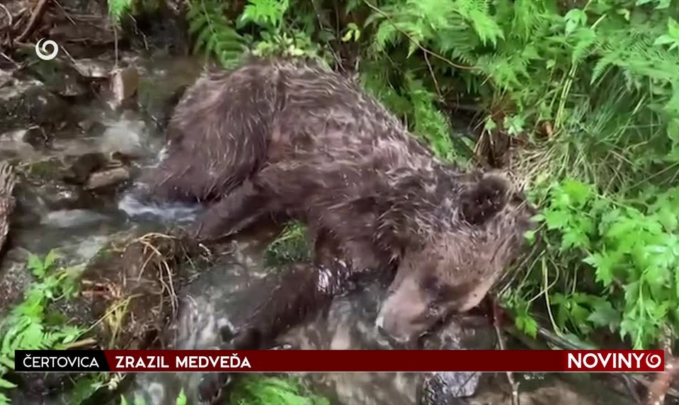 ZRAZIL MEDVEĎA
