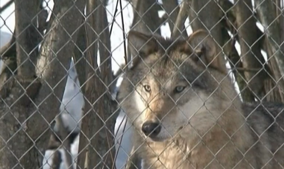 Nezvyčajné stretnutie so šelmou: Ženu pohrýzol vlk