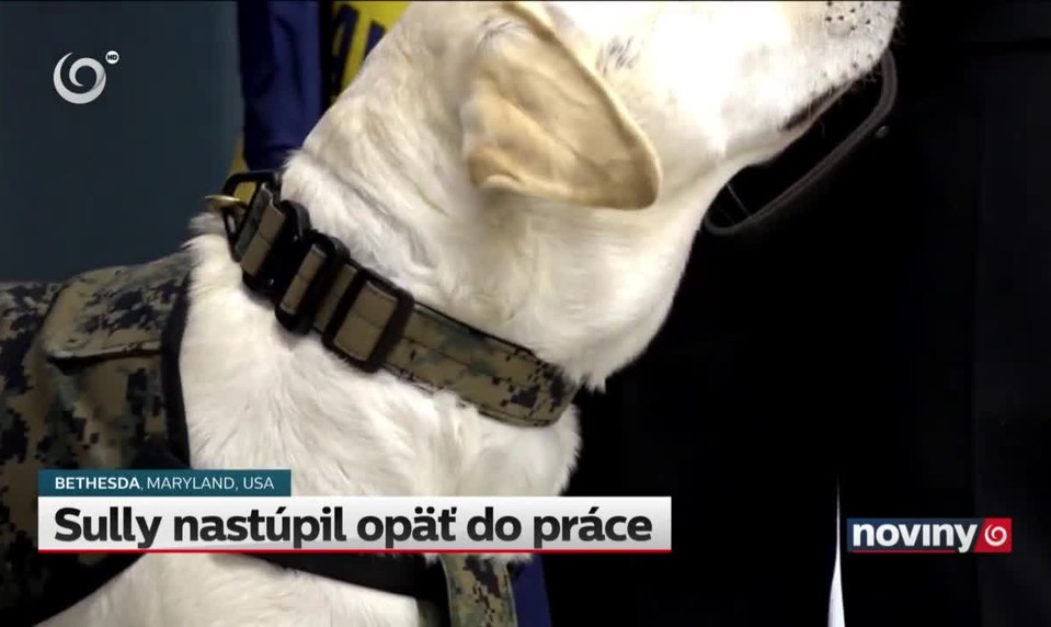 Sully nastúpil opäť do práce