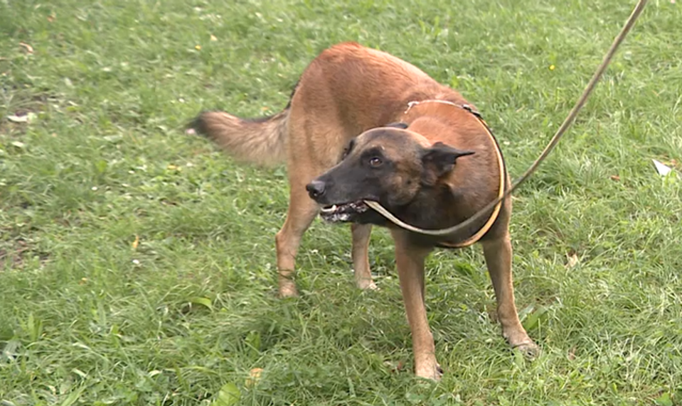 Pes pohrýzol človeka. Viete, aké máte práva a povinnosti?