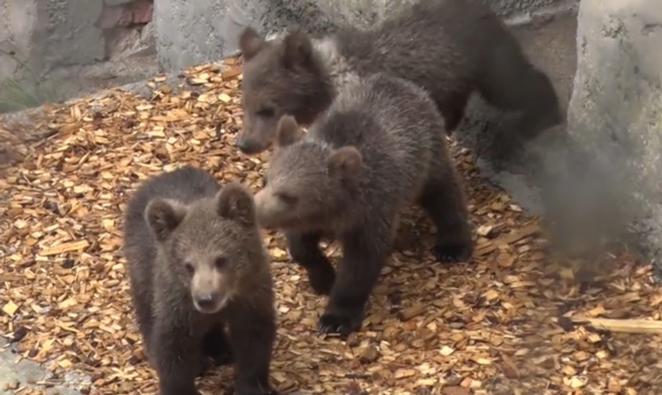 Zachránené medvieďatká v bojnickej ZOO môžu v návštevníci vidieť už aj naživo