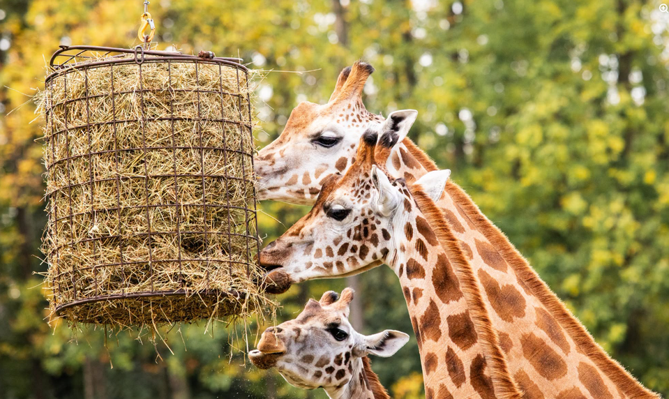 Zoo Ostrava musela nechať utratiť dvojmesačné mláďa žirafy