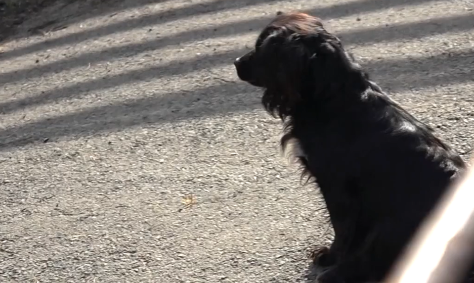 Psík rozhrýzol mužovi vinič, on ho za to bil a strieľal po ňom vzduchovkou