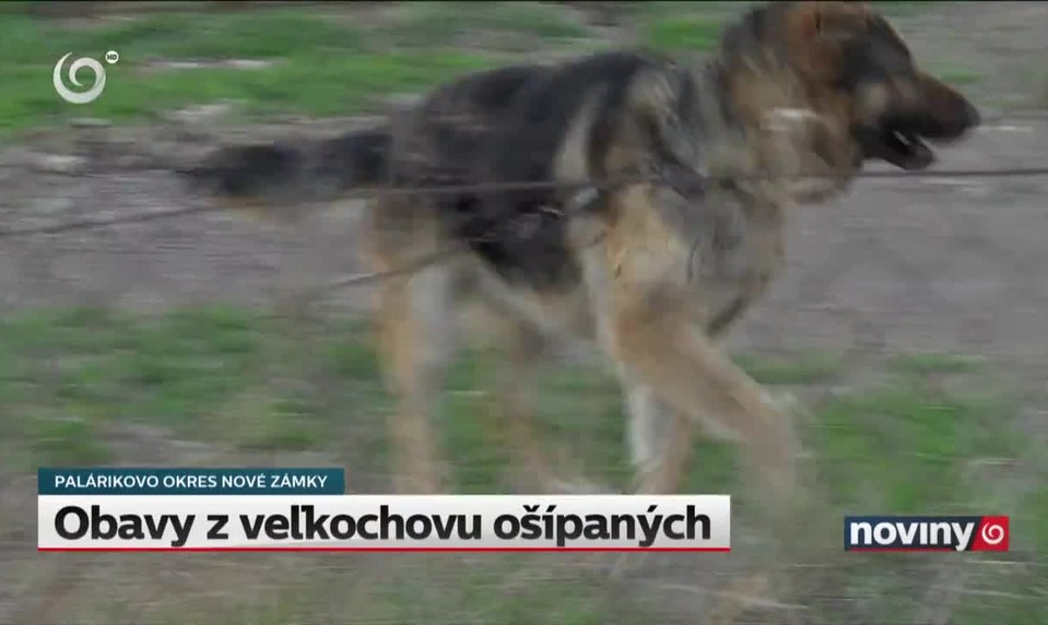 Obavy z veľkochovu ošípaných