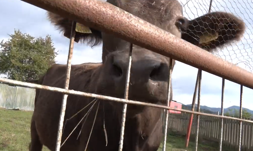 Neobvyklá záľuba martinských hasičov: Vo svojom areáli majú malú ZOO