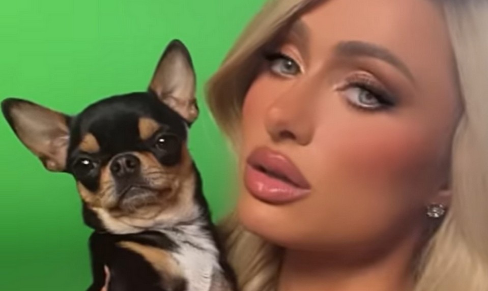 Paris Hilton hľadá milovanú čivavu. Kto ju nájde, dostane ŠIALENÉ peniaze!