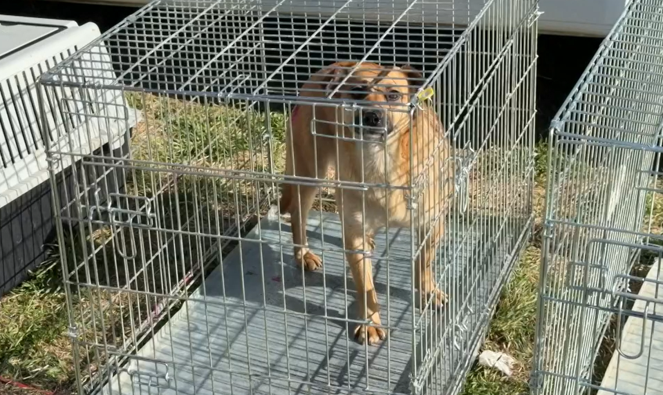 Po útokoch psov z osád prichádza riešenie: Mesto spustilo masívne čipovanie a kastrácie