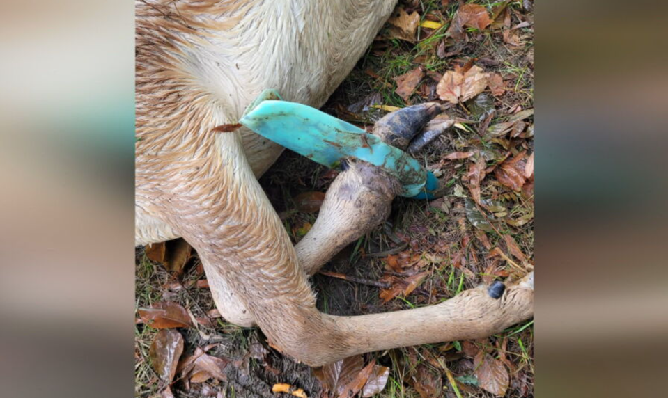 Skládky na Záhorí lákajú zver. Poľovníci varujú pred tragickými následkami