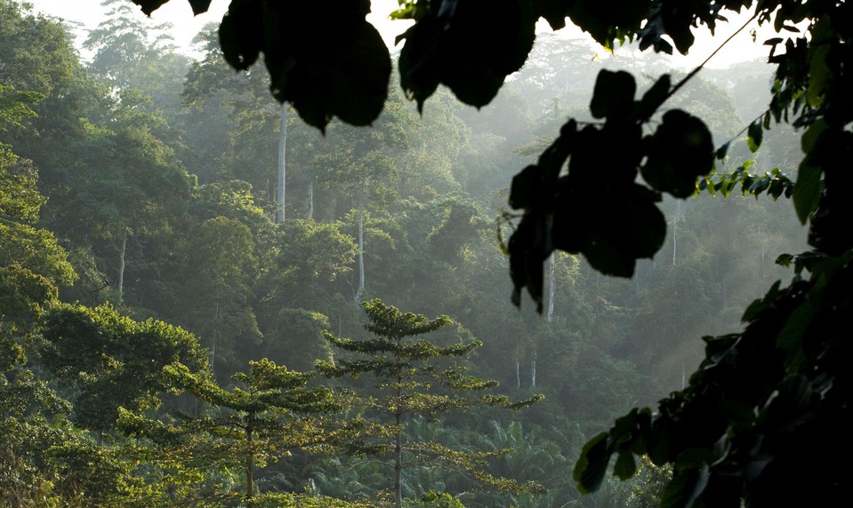 V brazílskom pralese žije skutočný Tarzan. FOTO v článku