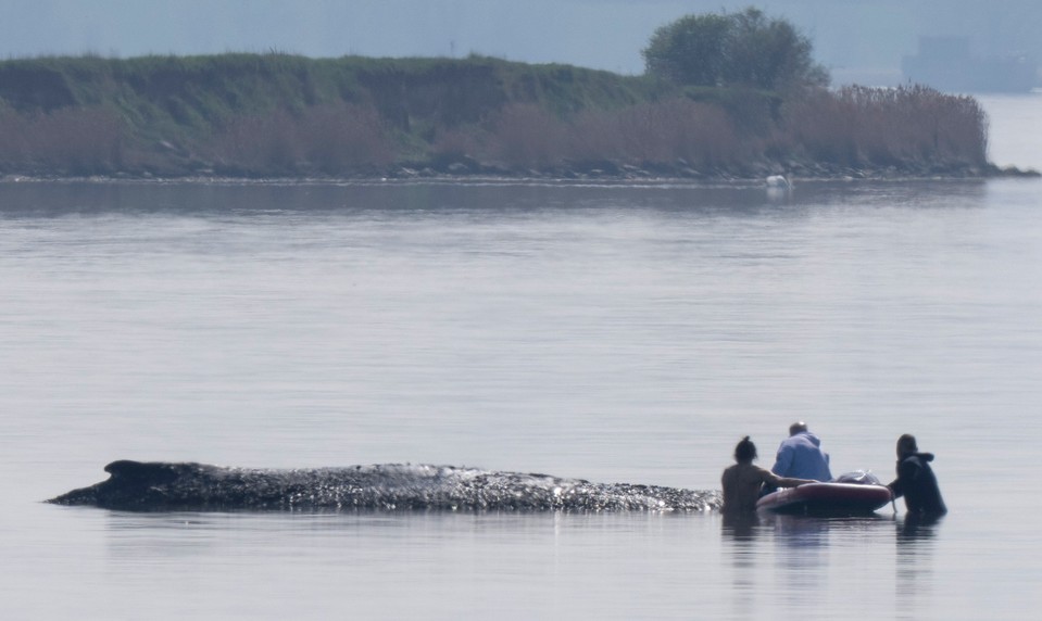 Dráma na mori má šťastný koniec: Veľryba Timmy unikla v poslednej chvíli