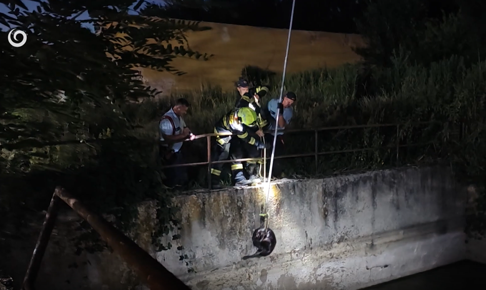 Vysilený bobor bojoval o život v záchytnej jame. Zachránila ho všímavosť detí