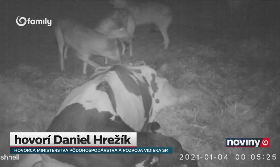 Vlk je už celoročne chránený