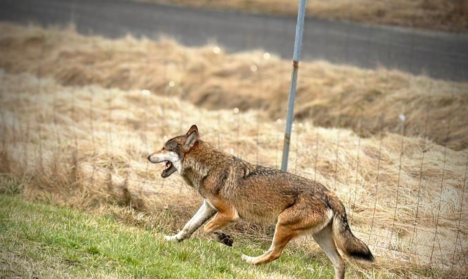 Na diaľnici D1 sa vyskytol vlk, polícia žiada zvýšiť opatrnosť