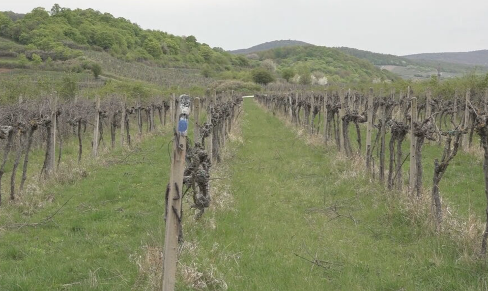 Tichý zabijak viniča: Choroba sa šíri z opustených viníc