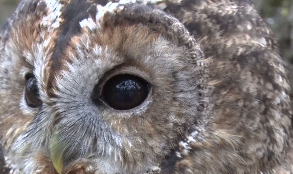 Kuriózny zásah hasičov: V komíne rodinného domu uviazla sova
