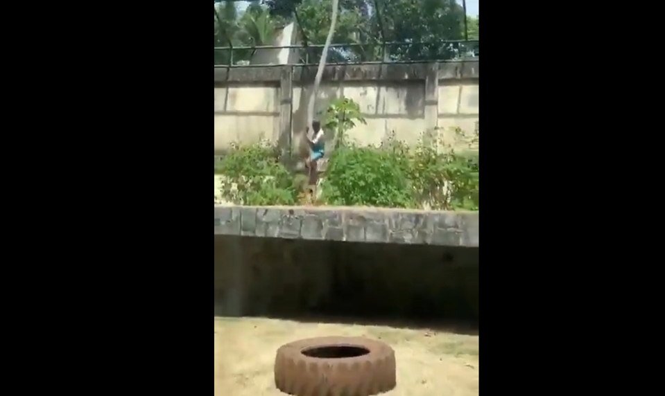 Muž chcel byť krotiteľom levov. Vošiel do jeho výbehu, kde zviera zaútočilo a usmrtilo ho