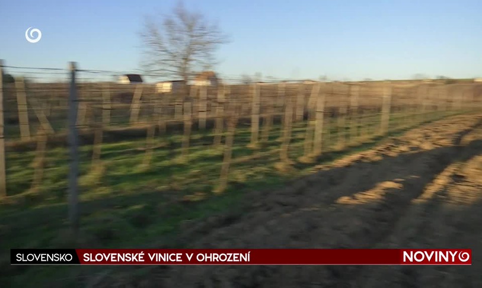 SLOVENSKÉ VINICE V OHROZENÍ