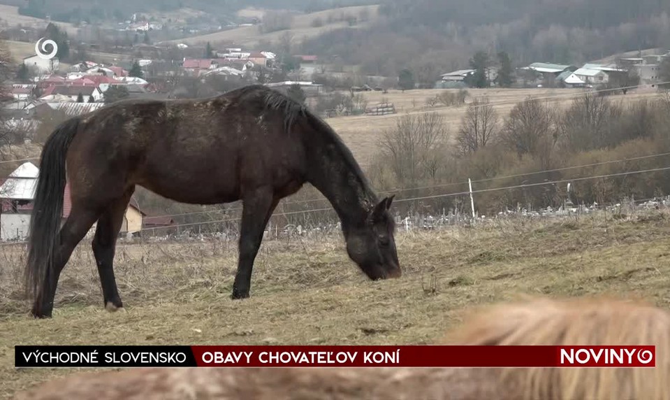 OBAVY CHOVATEĽOV KONÍ