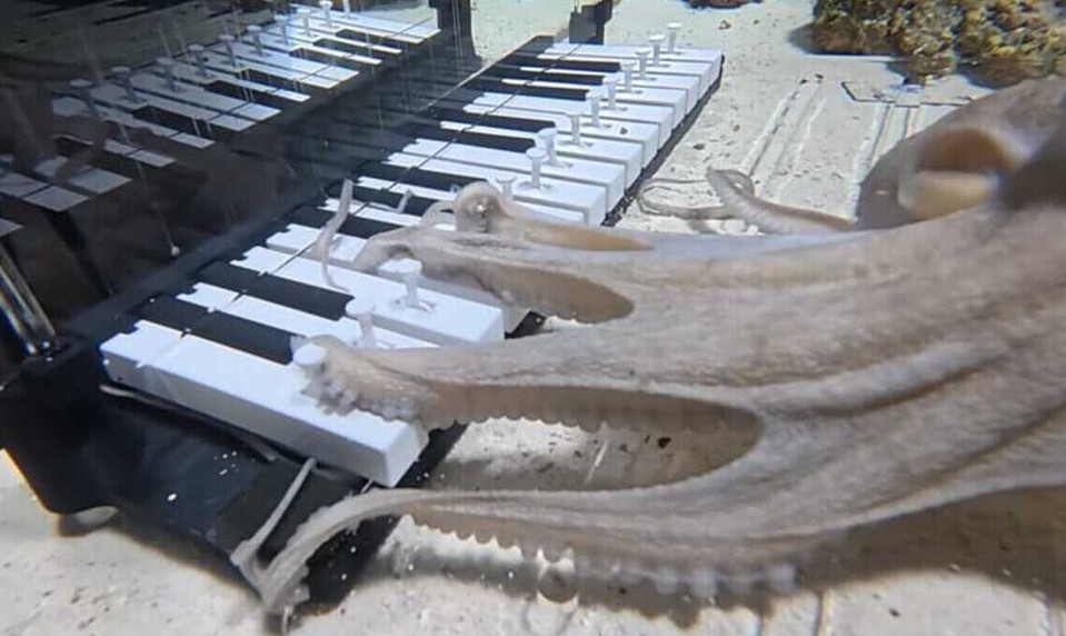 Chobotnica sa naučila hrať na klavír: Ale inak než ľudia