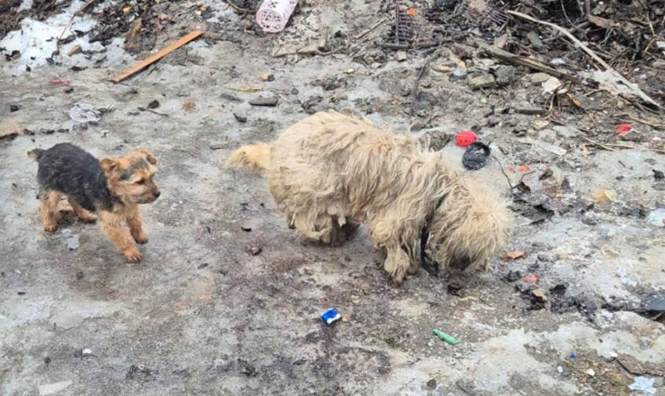 Inšpektori zasahovali po náleze uhynutého psa. Z osady vzali ďalších šesť a tri šteniatka