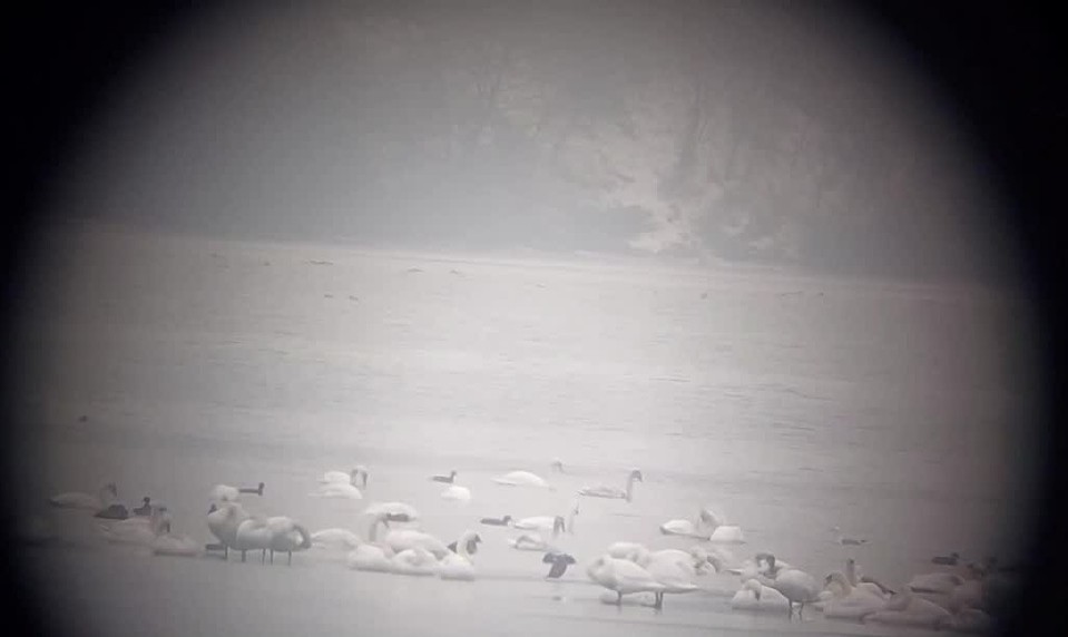 Slovensko sčítava zimujúcich vtákov: V teréne pomáha 300 ornitológov