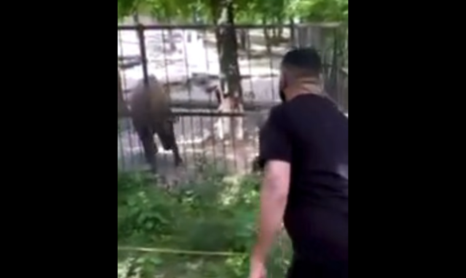 Návštevník v Zoo Brno napadol vzácne zviera: Video vyvolalo pobúrenie