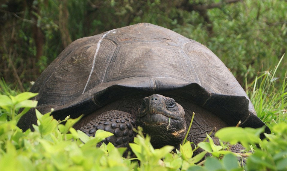 Žije a má sa dobre: Najstaršia suchozemská korytnačka Jonathan sa stala obeťou kryptopodvodu