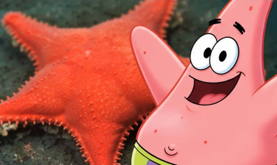 Na dne oceánu objavili 57 nových druhov. Jeden vyzerá ako Patrick zo SpongeBoba