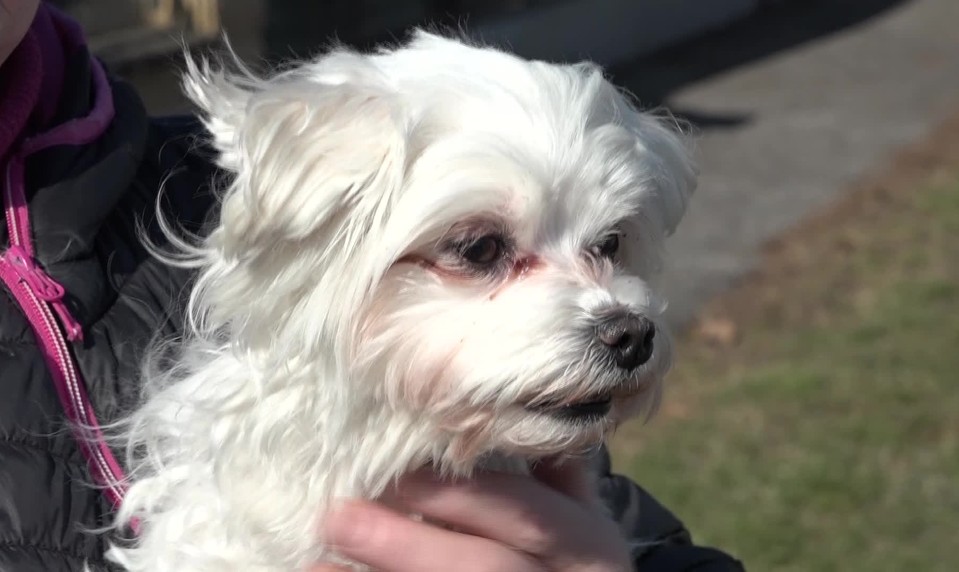 Mestské kamery odhalili zlodejov psa, zmiznutú sučku schovali v igelitke