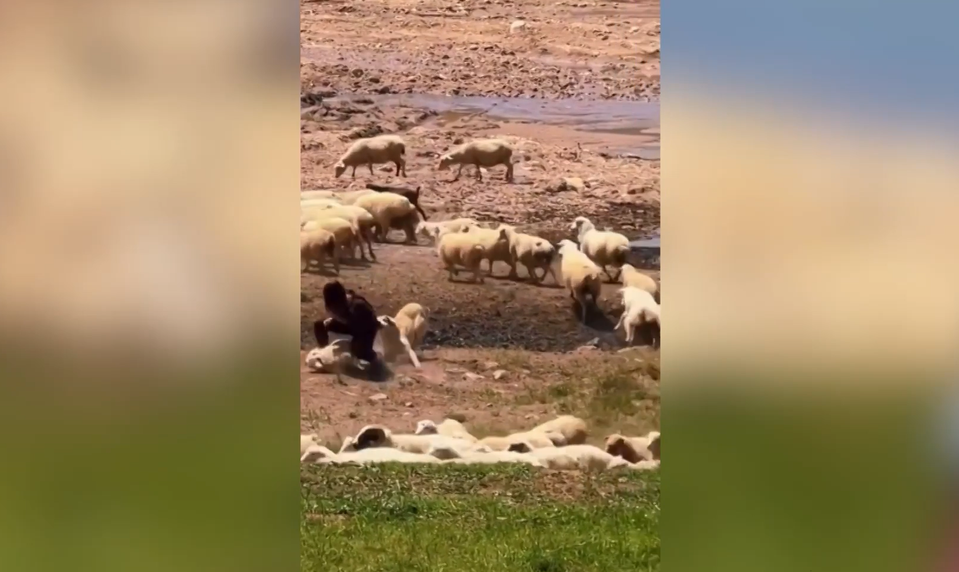 Ruská turistka ignorovala varovania. Pri pokuse o fotografiu ju uhryzol pastiersky pes