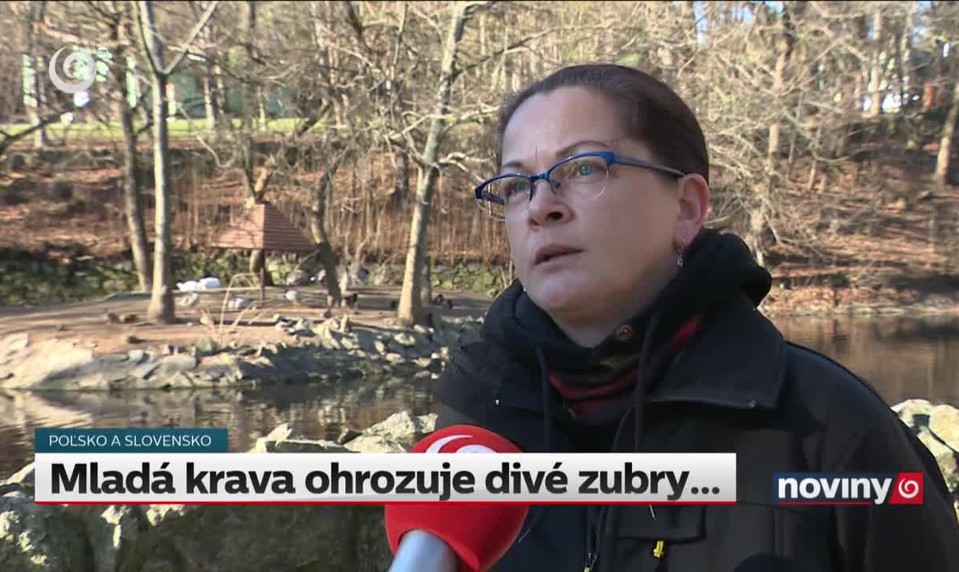 Mladá krava ohrozuje divé zubry...