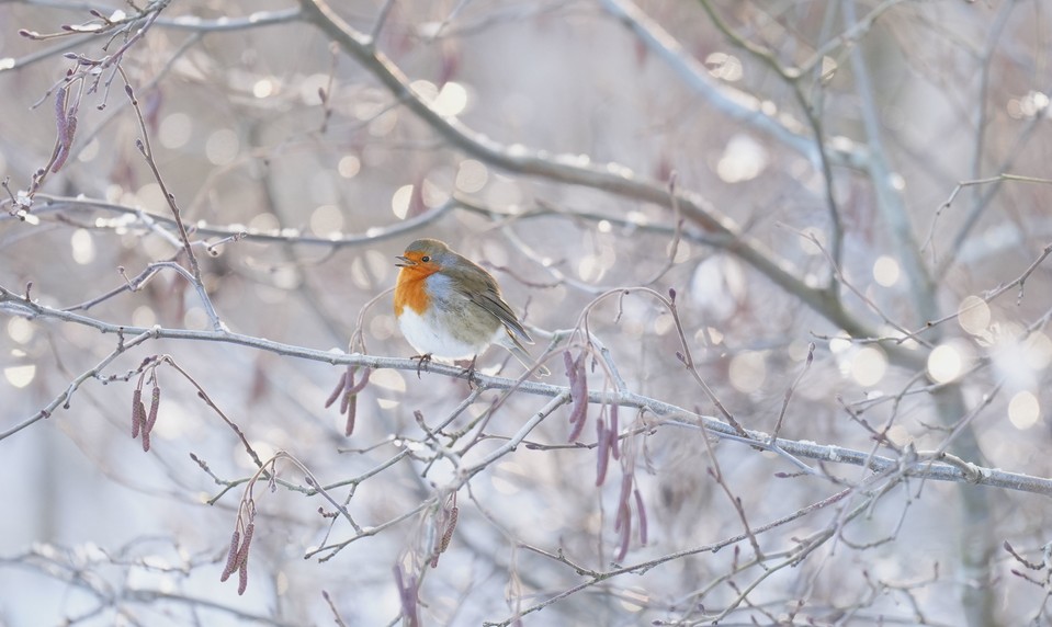 Slovensko zasiahlo prvé výdatné sneženie. SHMÚ vydáva výstrahy