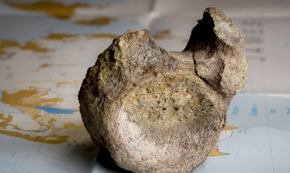 Zabudnutá kosť v zásuvke odhalila prvého dinosaura objaveného v Antarktíde