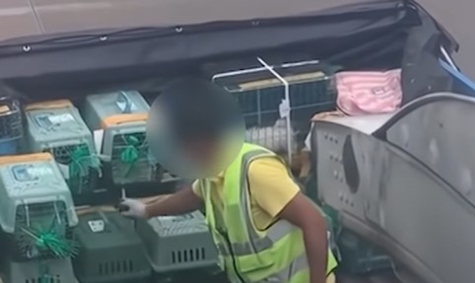 Takto na letisku zaobchádzali so zvieratami. Zábery pobúrili cestujúcich