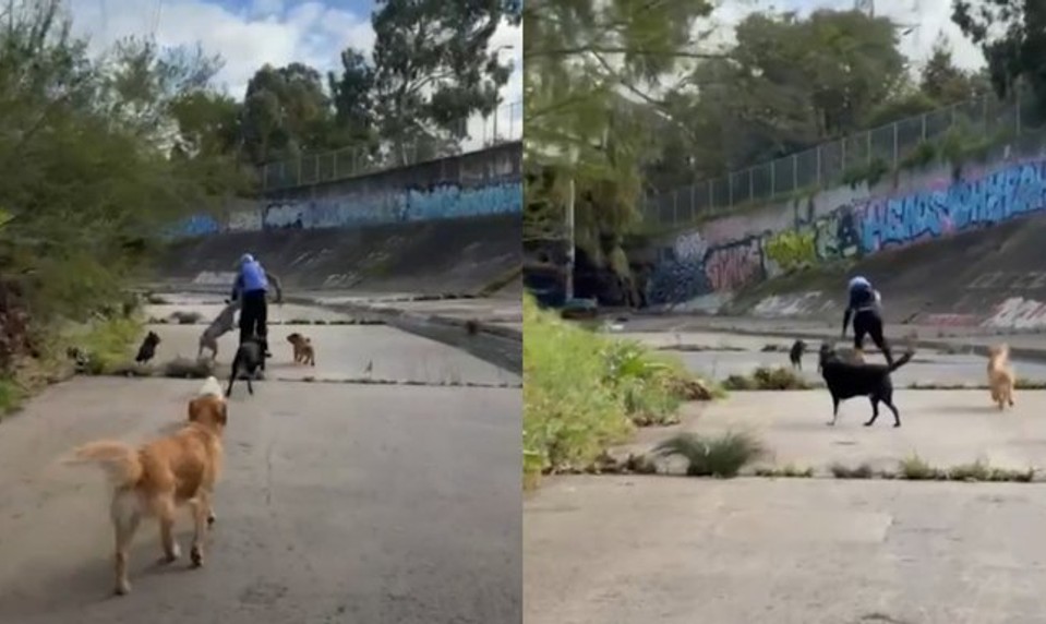 Vybral si zlé obete: Muž chcel napadnúť dve ženy, no ich osem psov ho zahnalo na útek