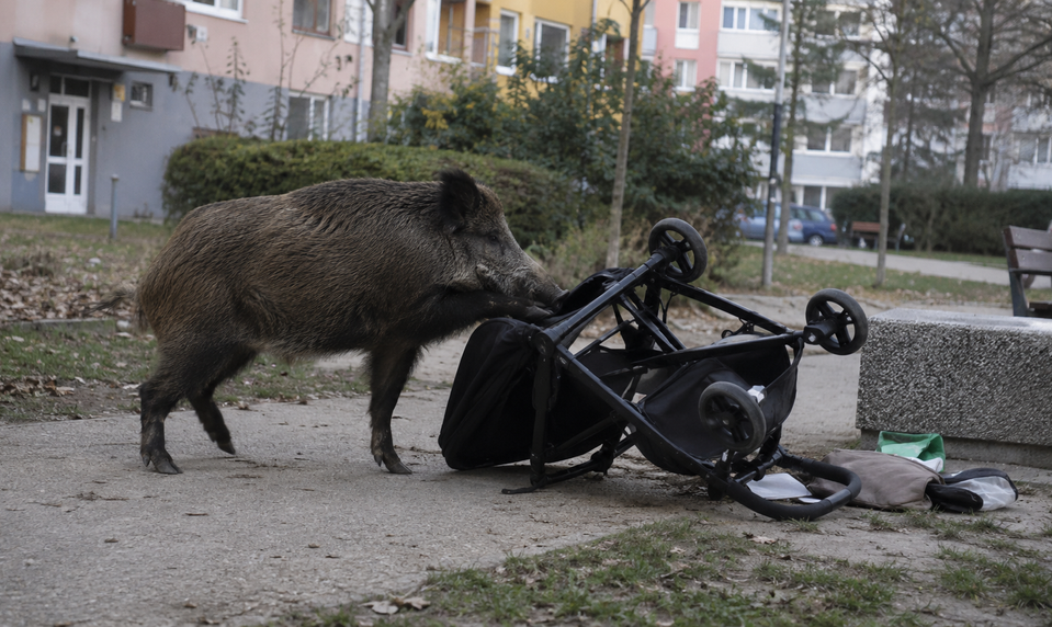 Diviak prevrátil kočík s bábätkom. Skončilo v nemocnici