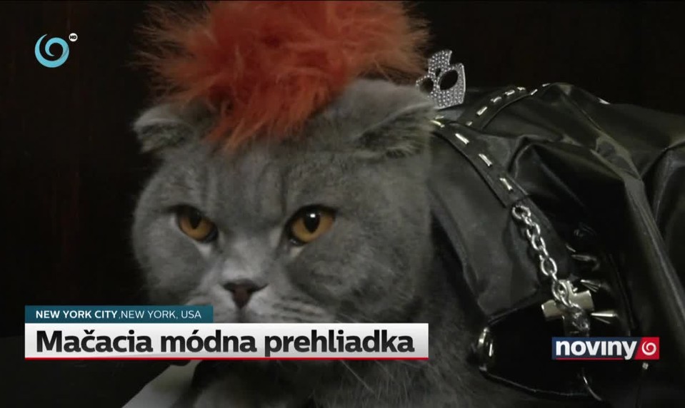 Mačacia módna prehliadka